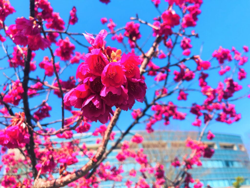 浪江町役場の紅房桜