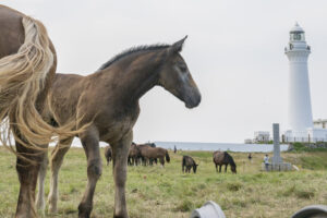 下北ジオパーク