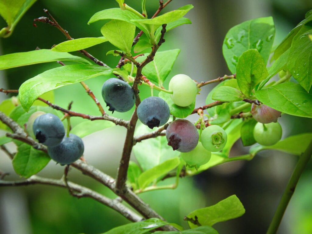 ブルーベリー農園しもかわ