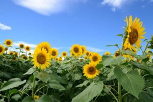 舘矢間 ひまわり畑