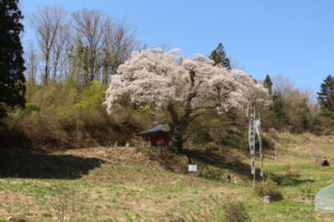 ウバヒガン桜