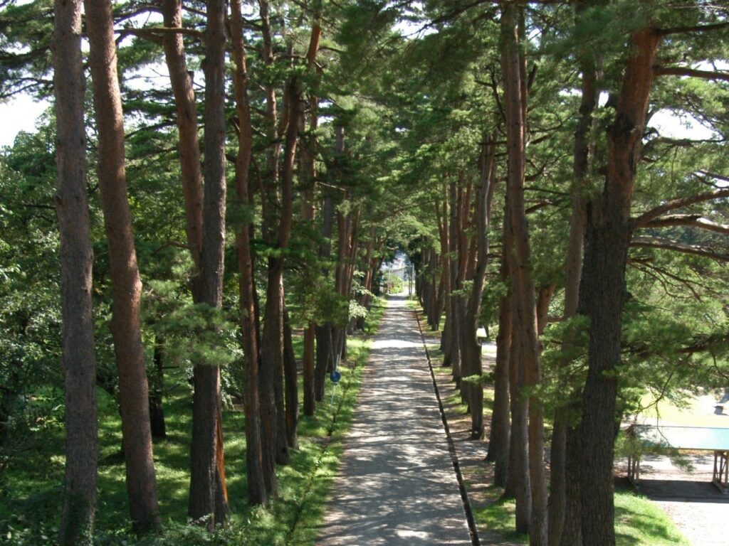松・杉並木