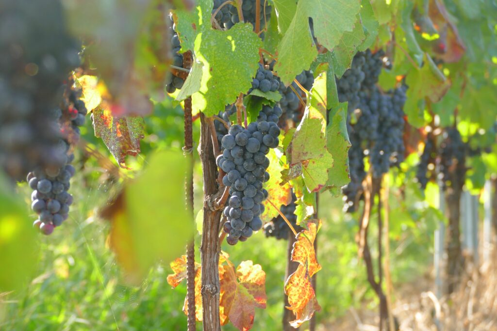 陸前高田市米崎町