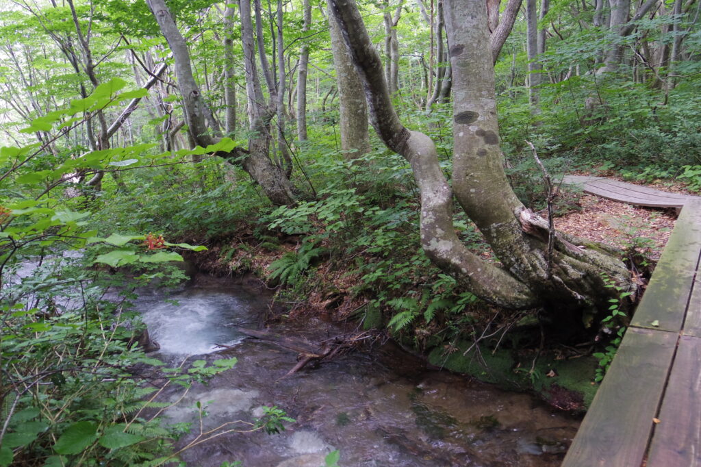 中島台レクリエーションの森