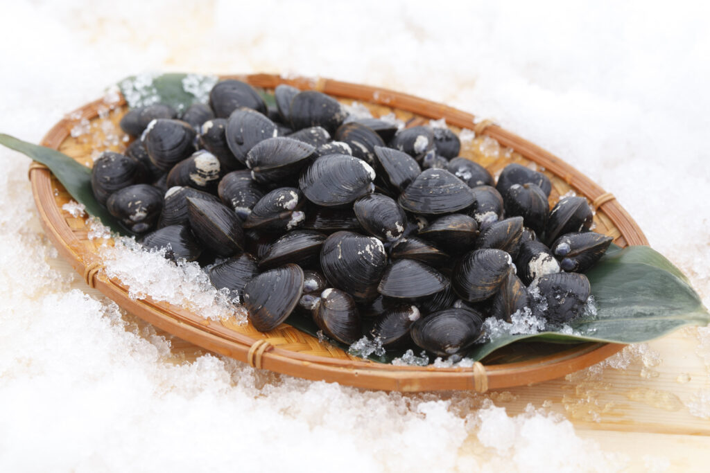 十三湖しじみ（ヤマトシジミ）