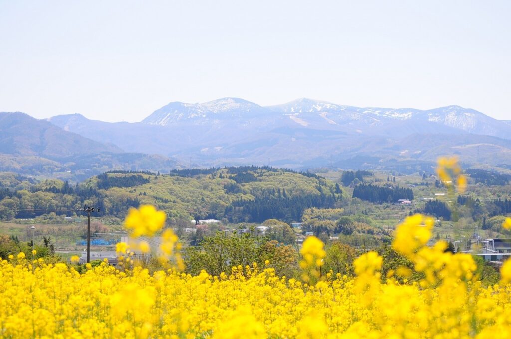 ヴェンテンガルテン ひまわり畑