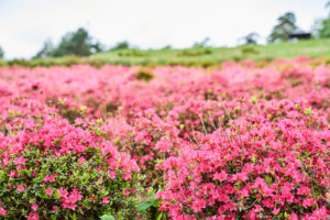 寒河江公園つつじ園