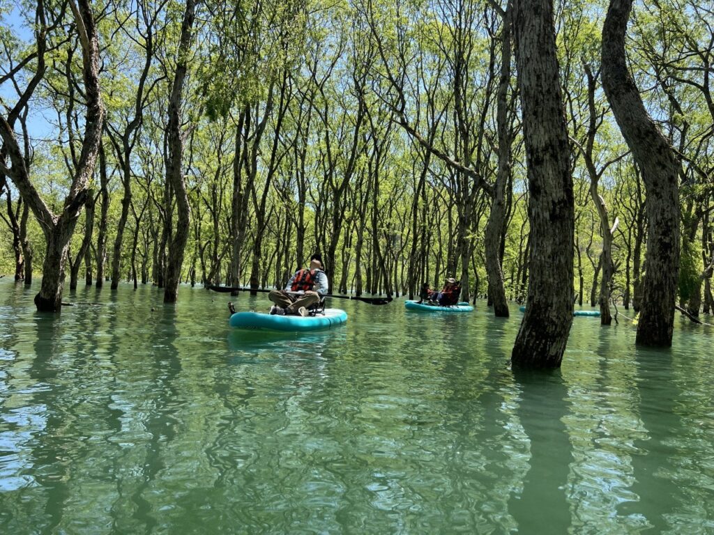 白川湖の水没林