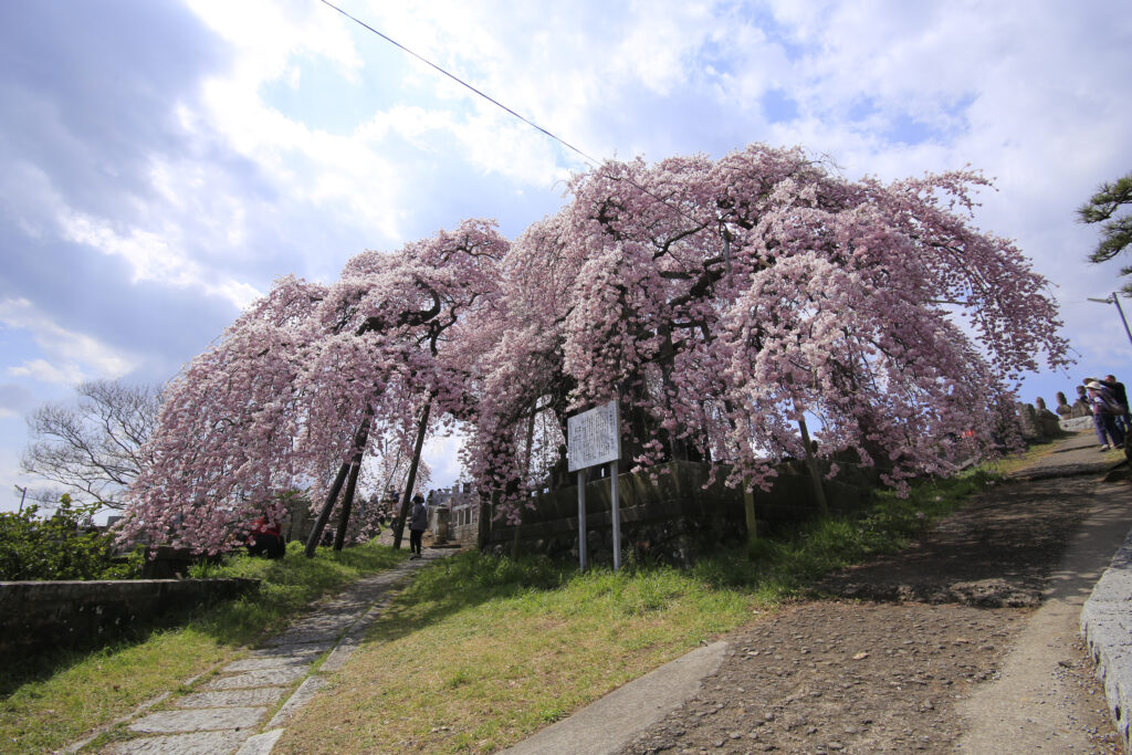 日輪寺の枝垂桜