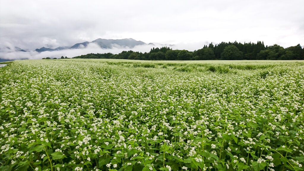 猿楽台地のそば畑