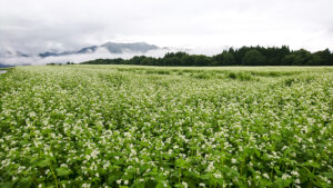 猿楽台地のそば畑