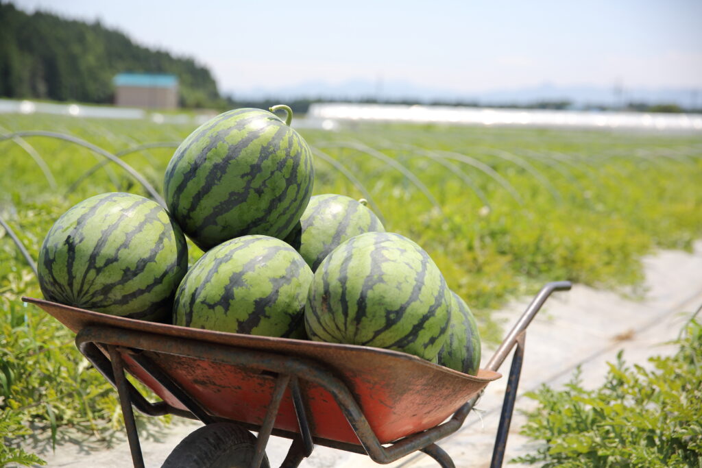 尾花沢すいか