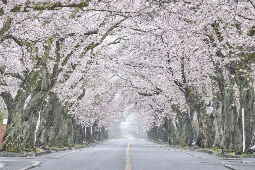 夜の森桜並木